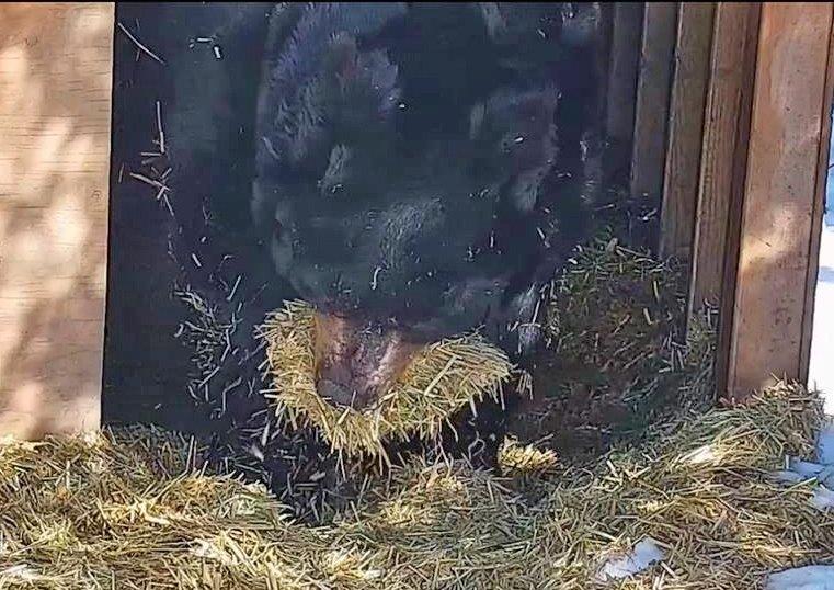 Ted with straw