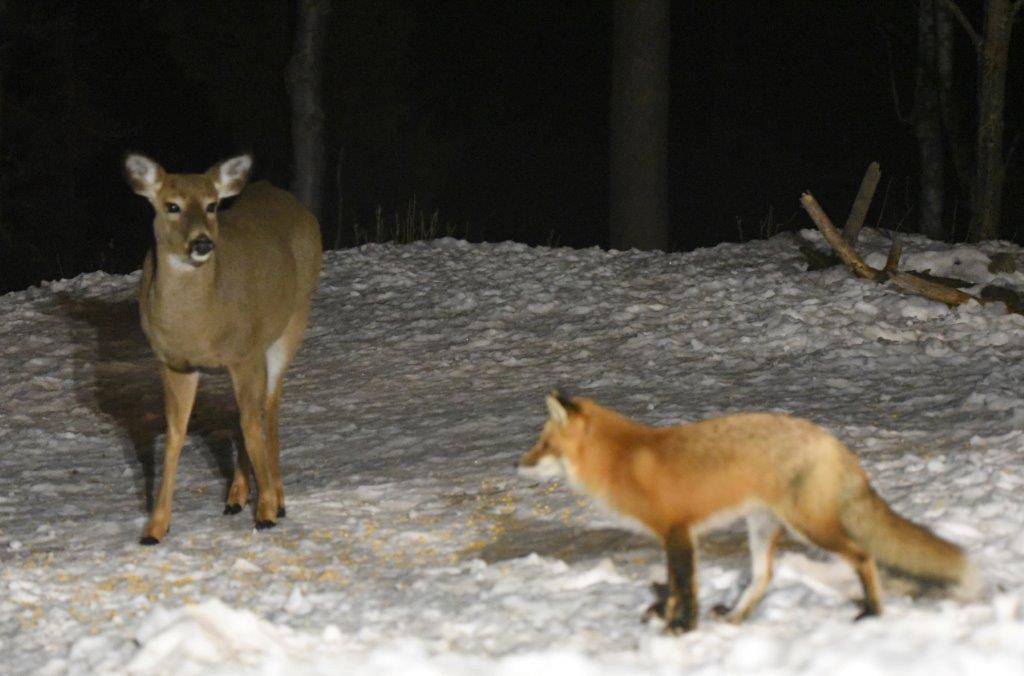 Deer and red fox