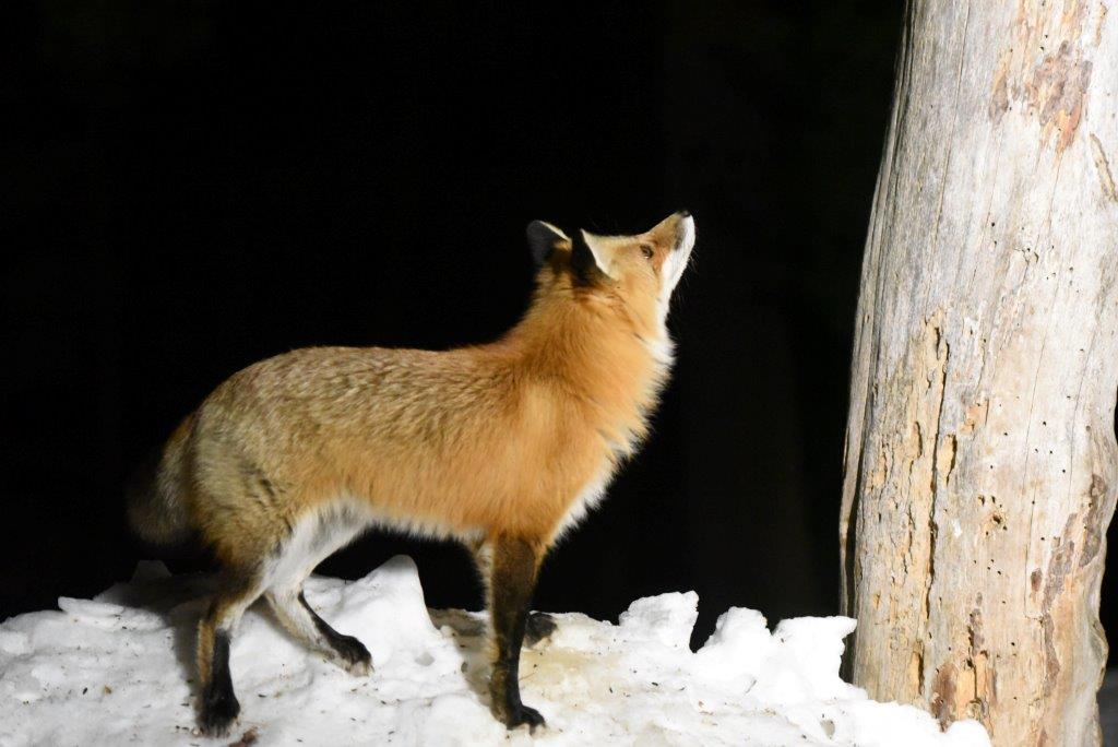 Red Fox