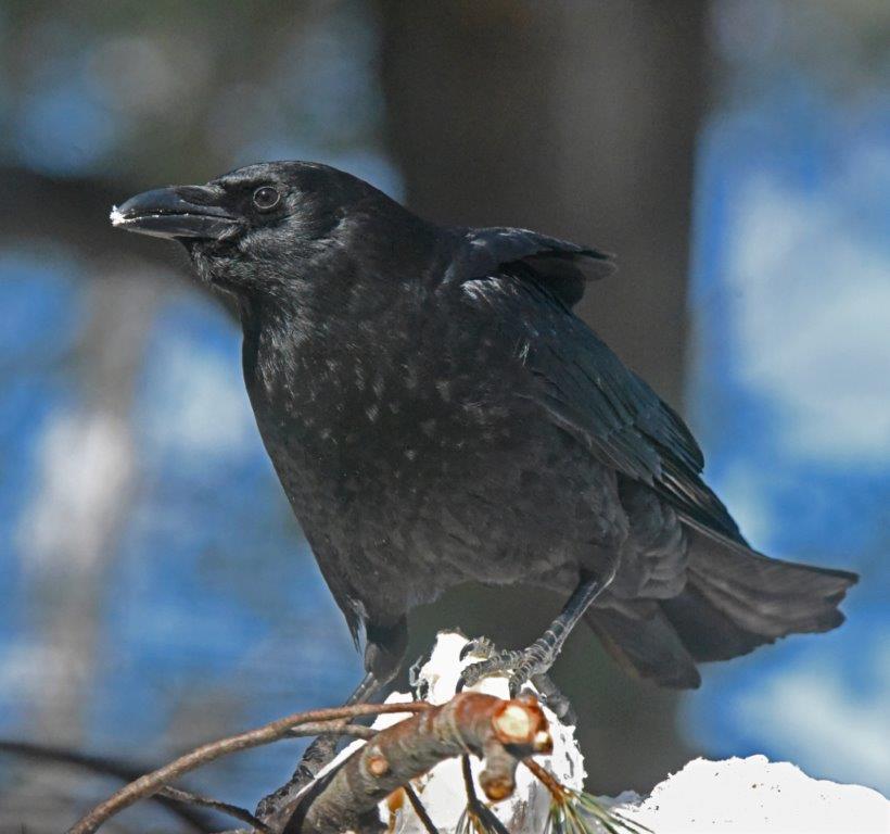 Crow
