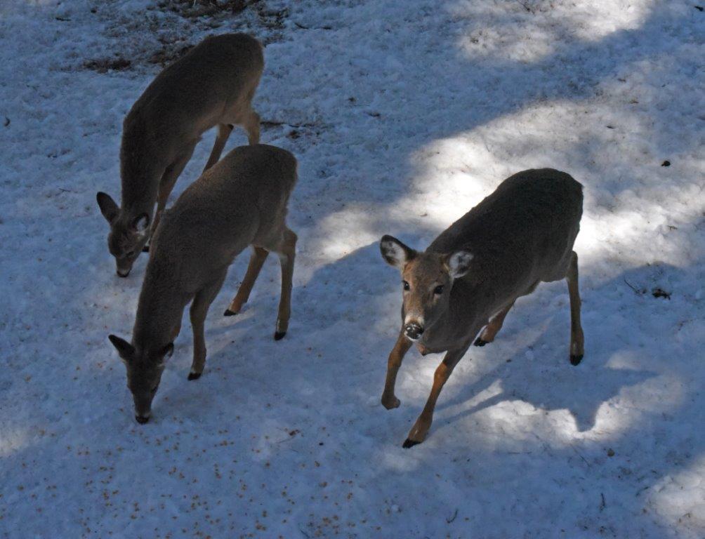 Deer waiting