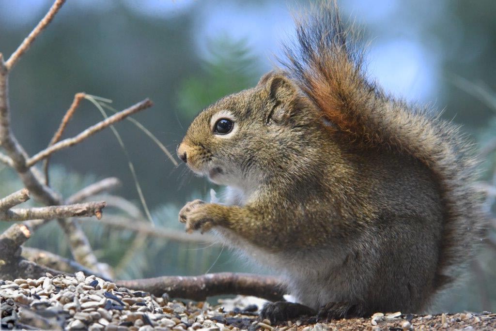 Red squirrel