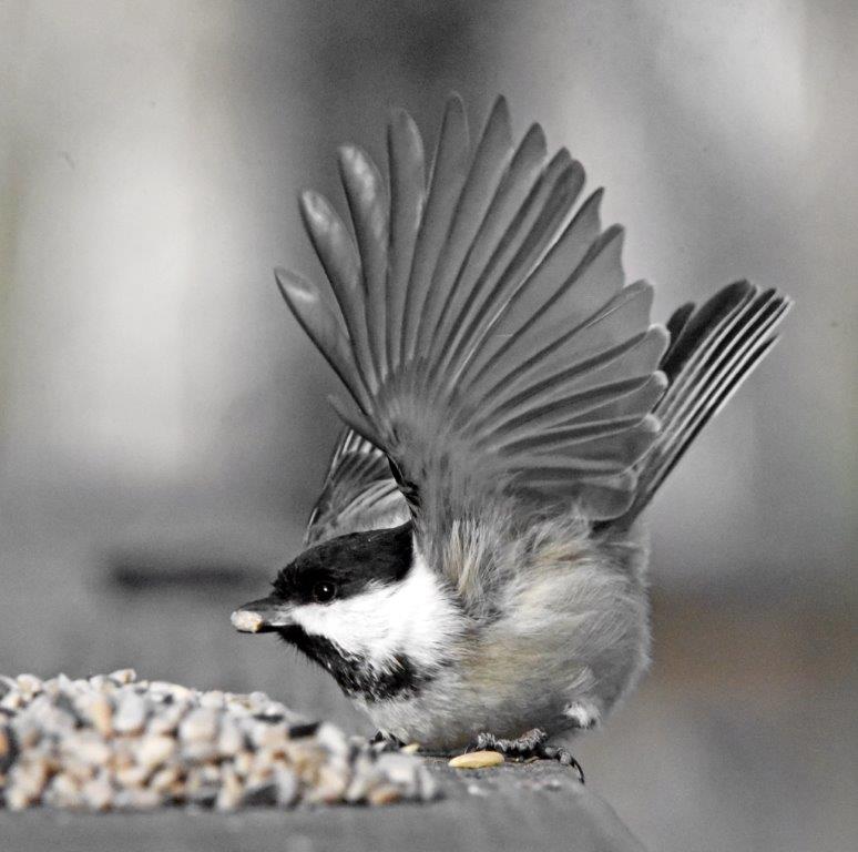 Chickadee