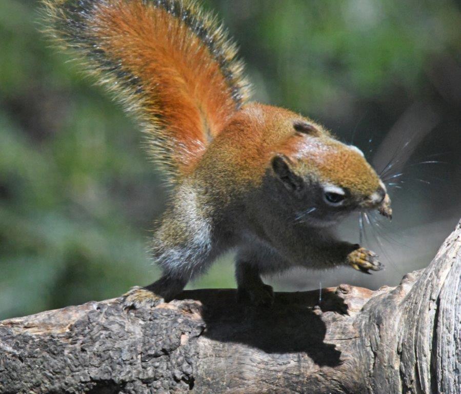 Red squirrel on the move