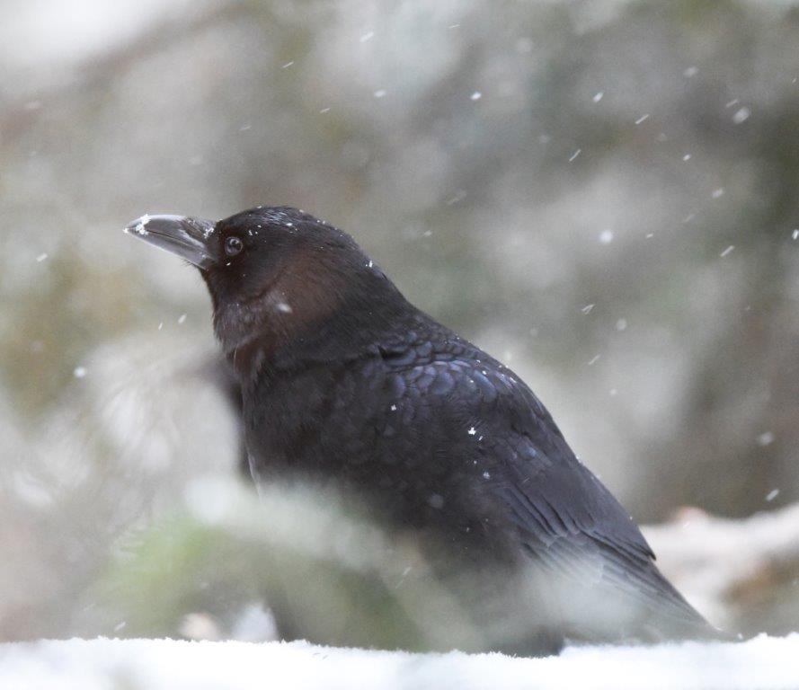 Crow