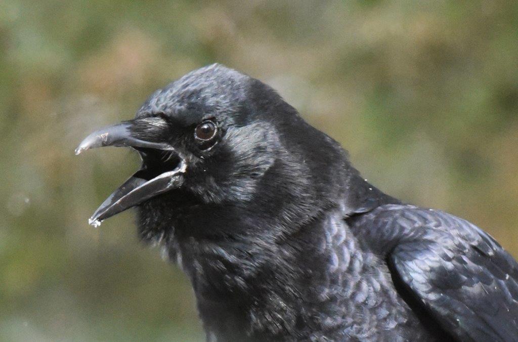 Crow cawing