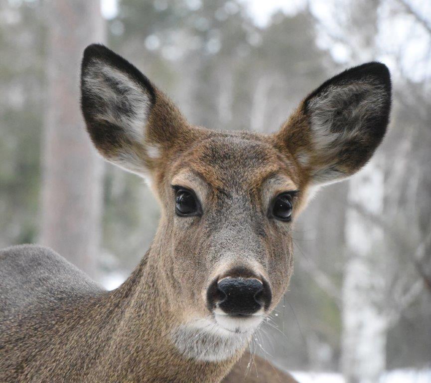 Deer