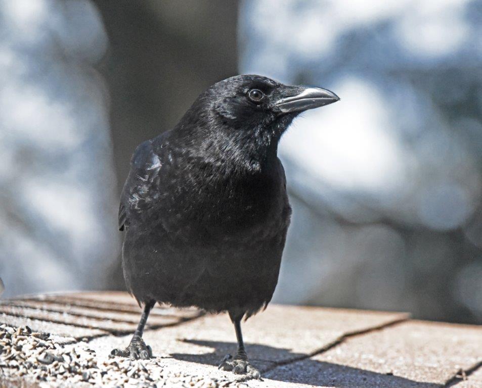 Crow