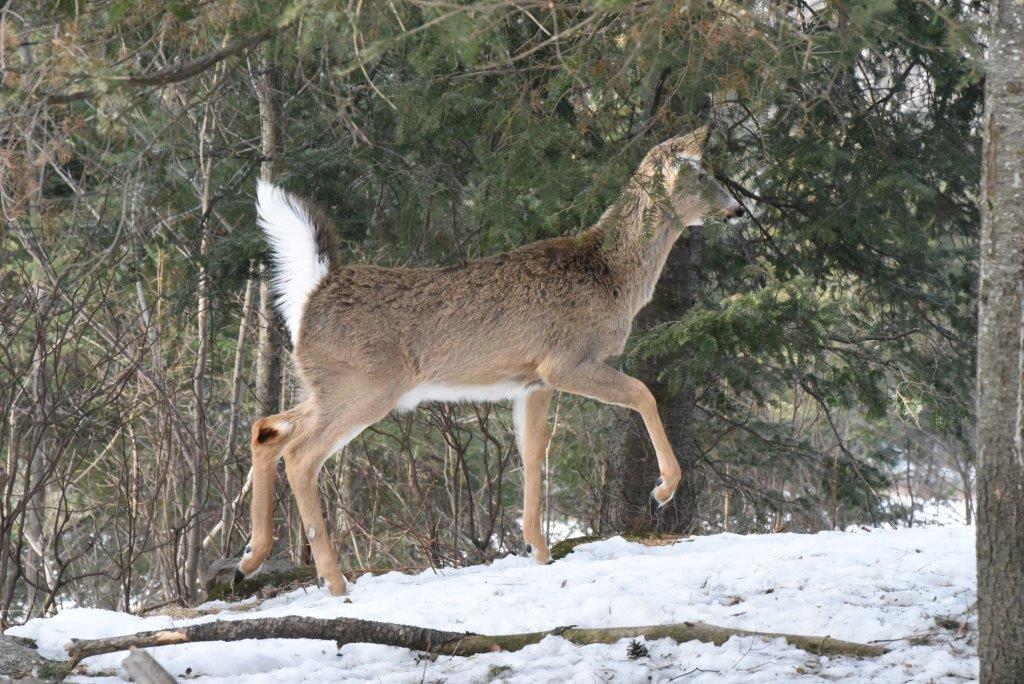 Deer