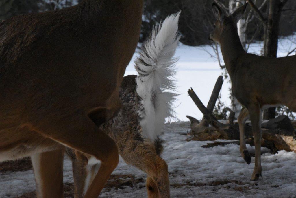 Deer