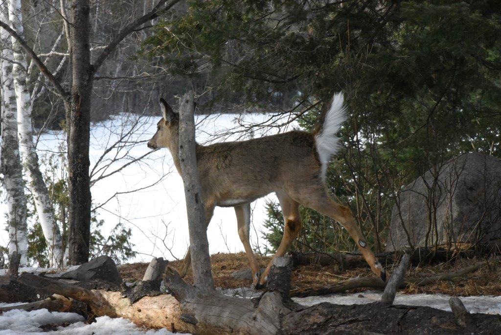 Deer