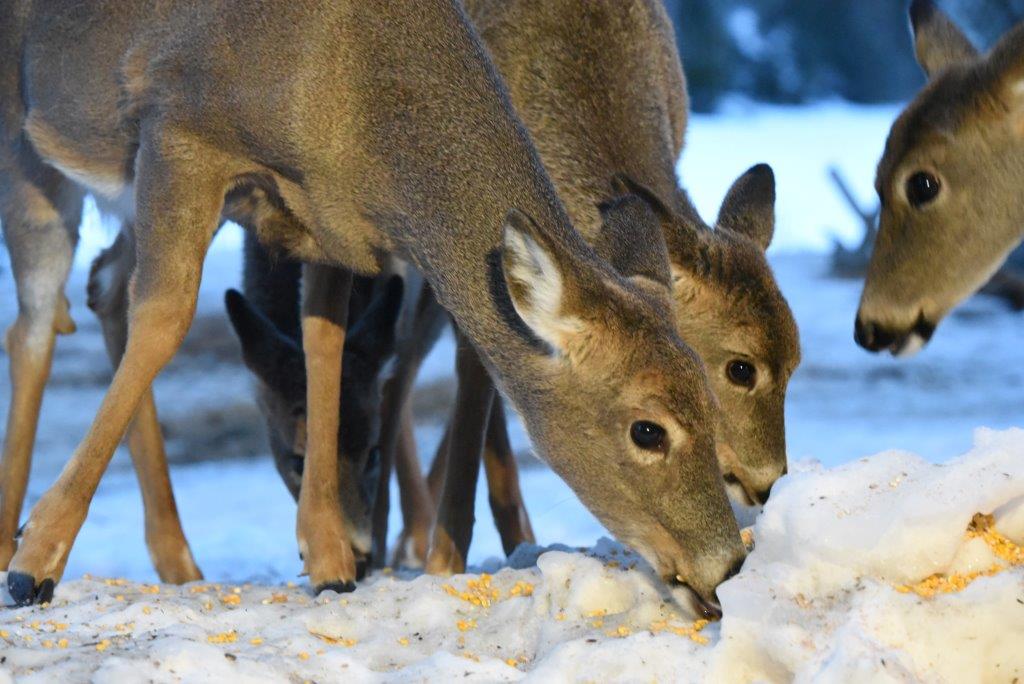 Deer