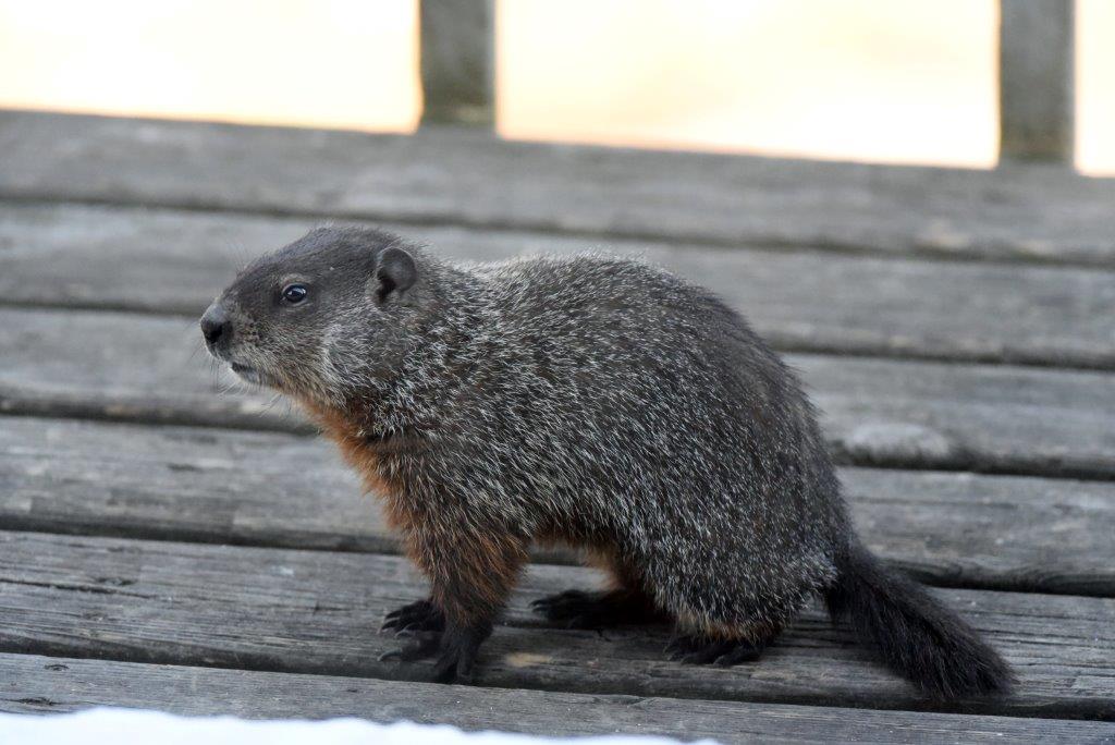 Woodchuck