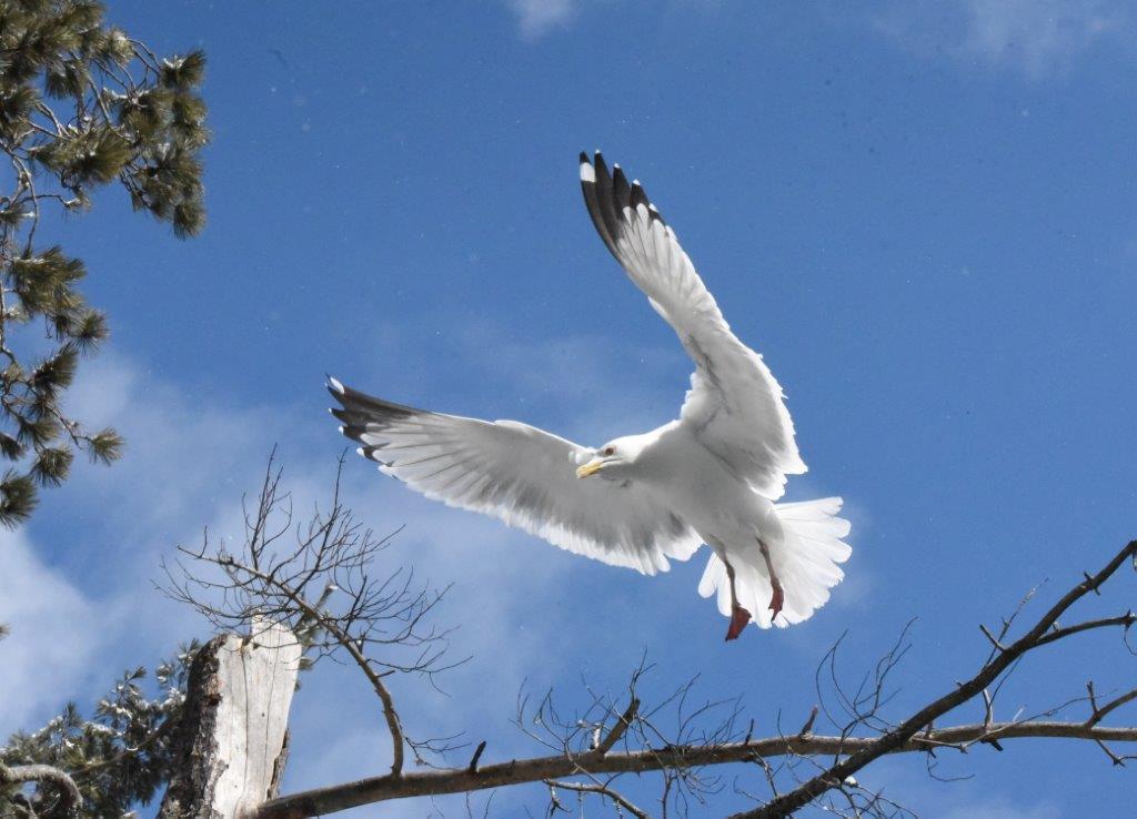 Clear Eyes flying
