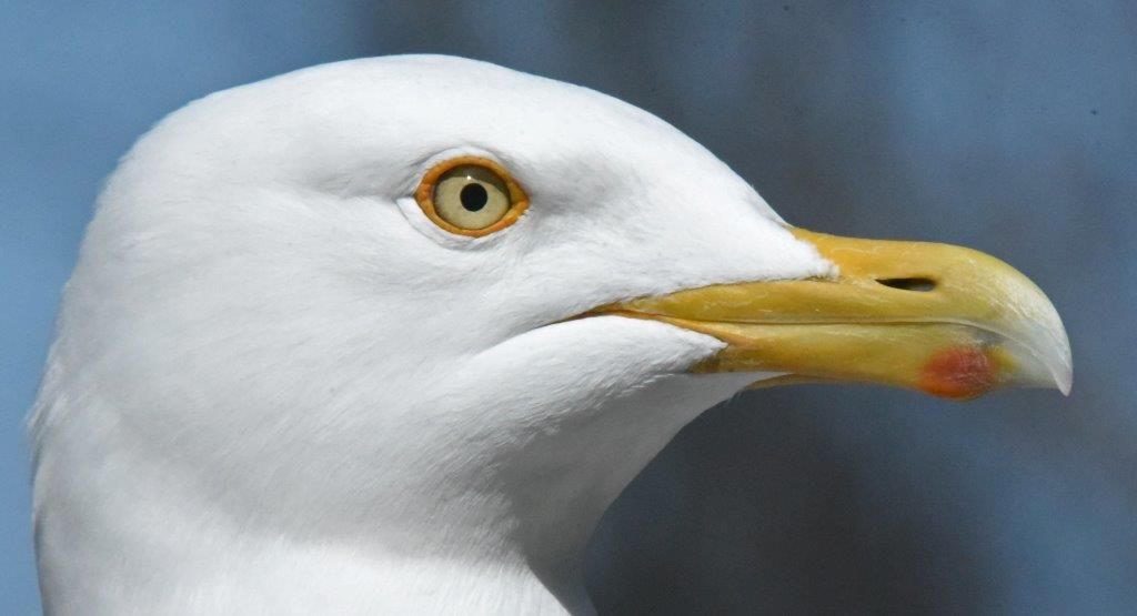 Herring gull "Clear Eyes"