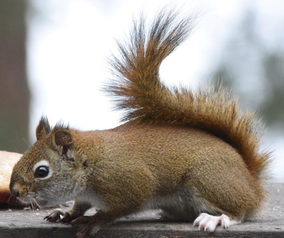Red squirrel with white feet