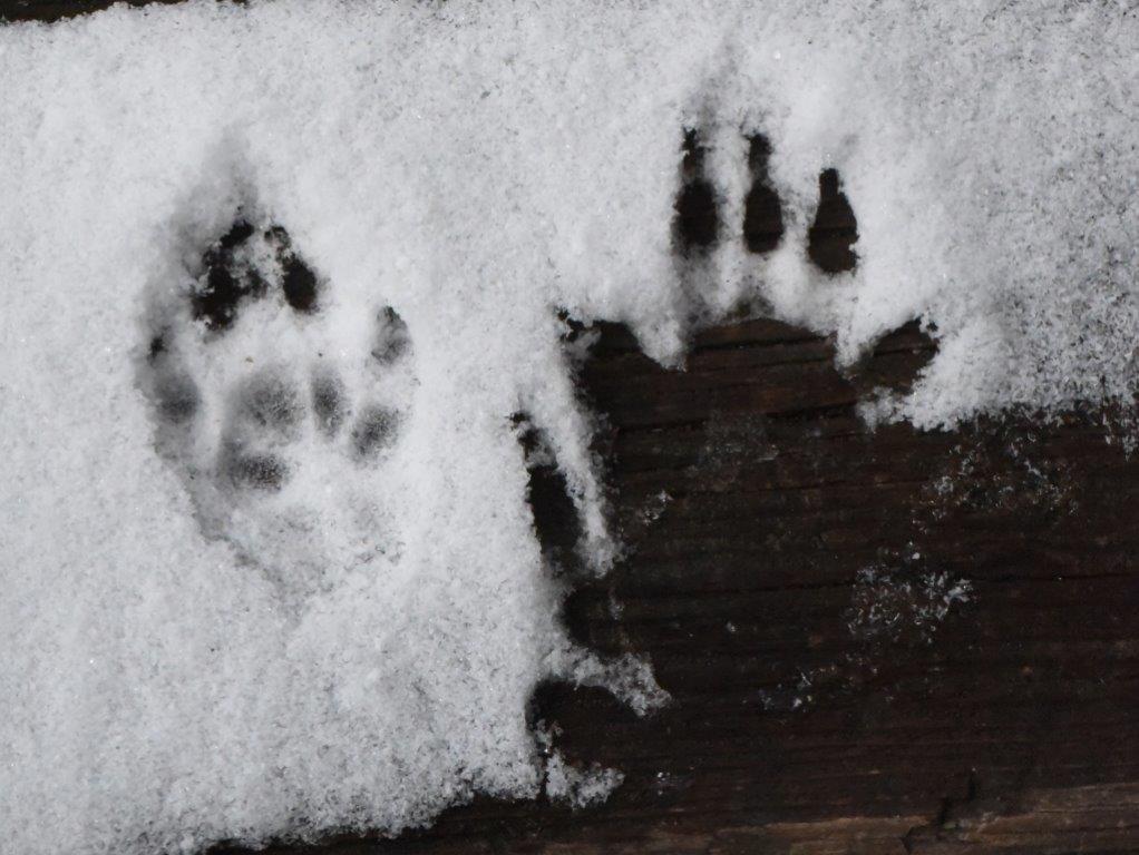 Woodchuck tracks