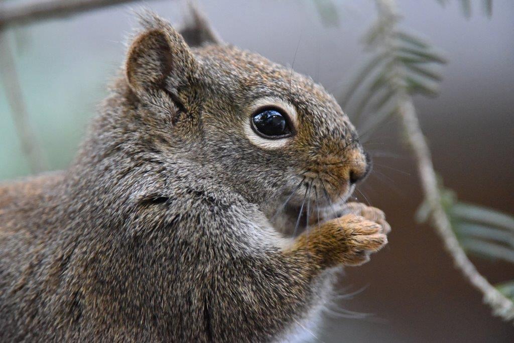 Red squirrel