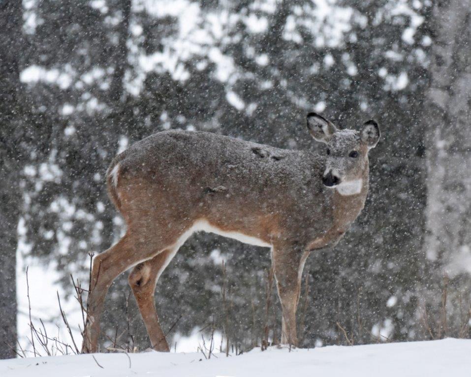 Deer