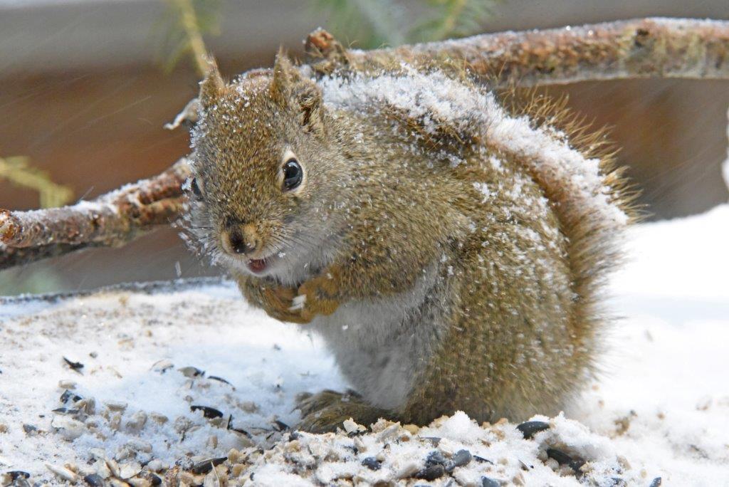 Red squirrel