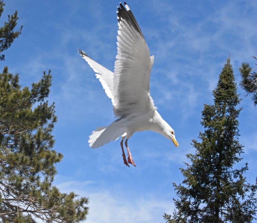 Herring gull