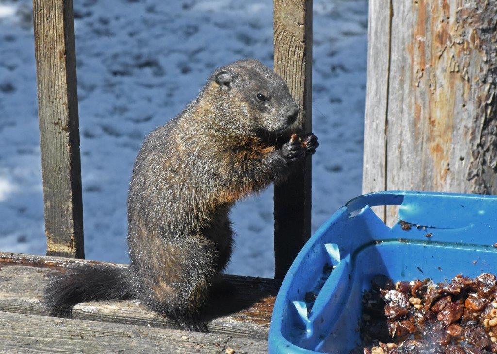 Woodchuck