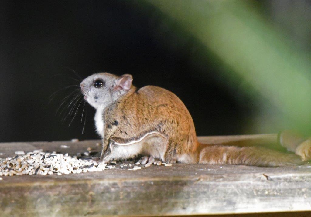 Flying squirrel
