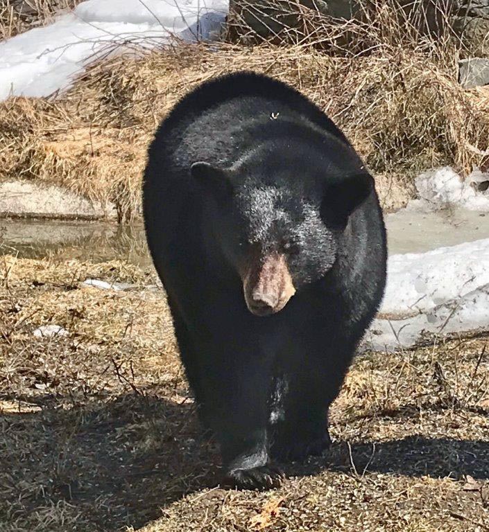 Tasha