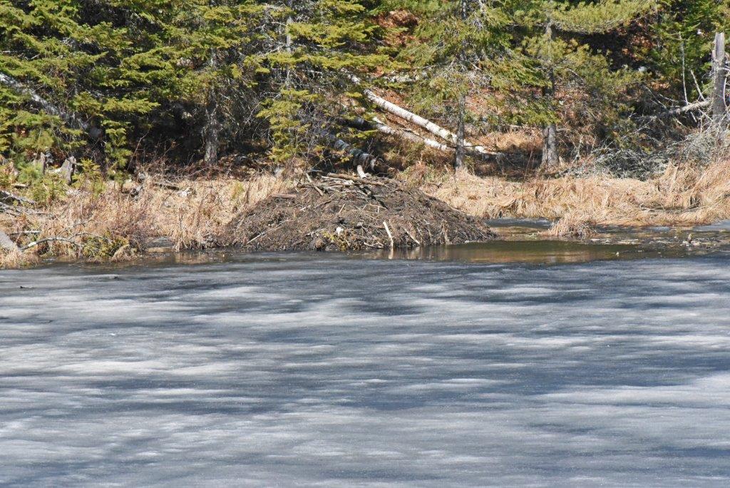 Beaver lodge with black ice