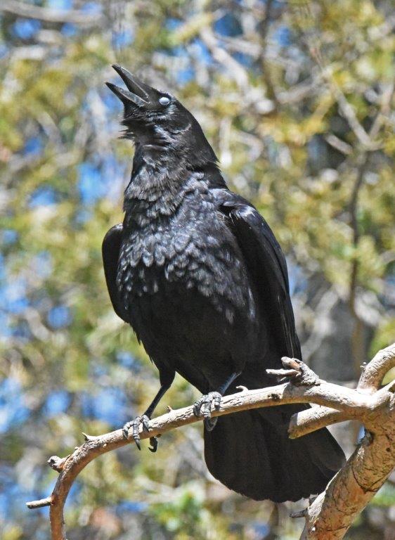 Crow cawing