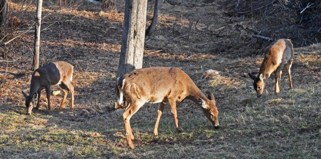 Deer eating grass
