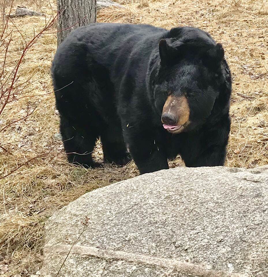 Ted