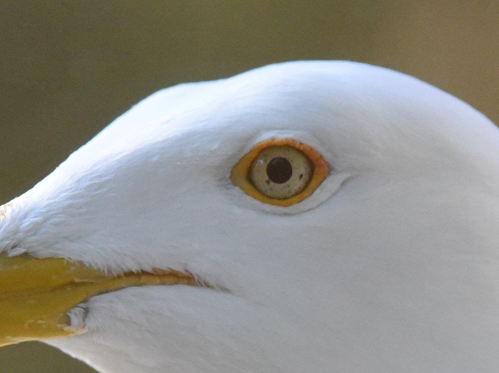 8 & 4 gull eye