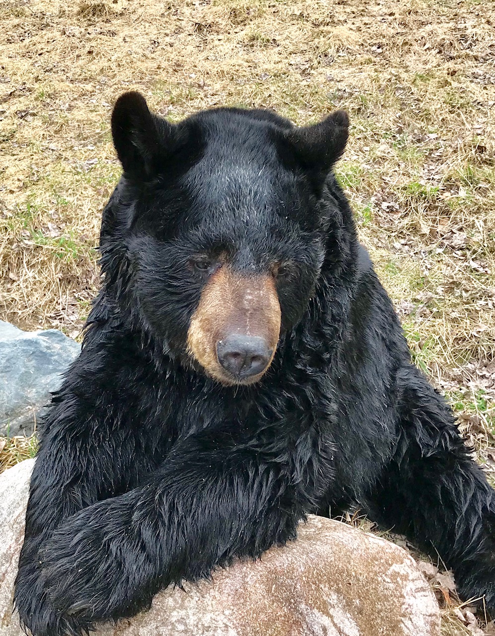 Ted