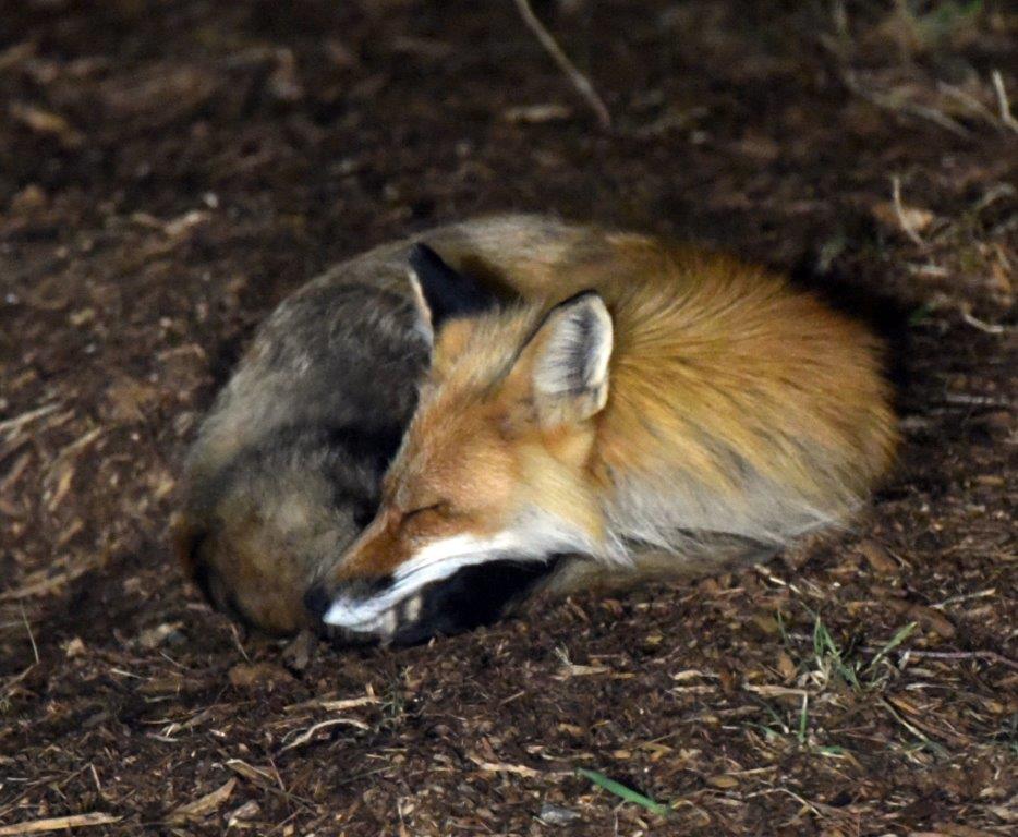 Red Fox sleeping