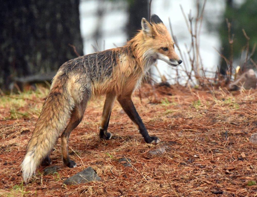 Wet Red Fox