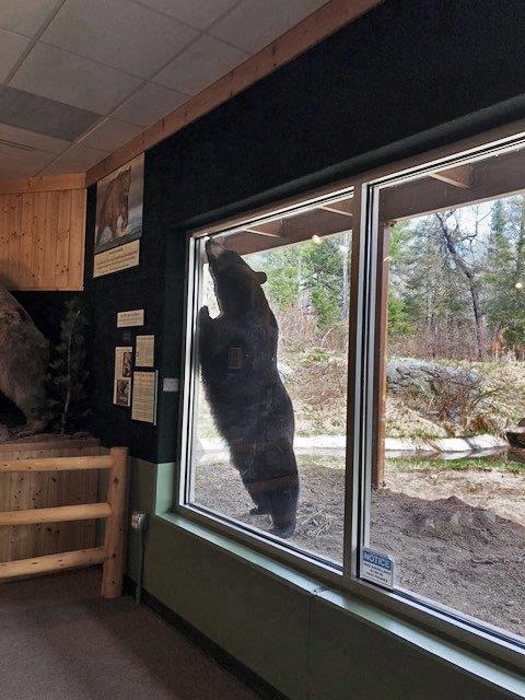 Lucky at window