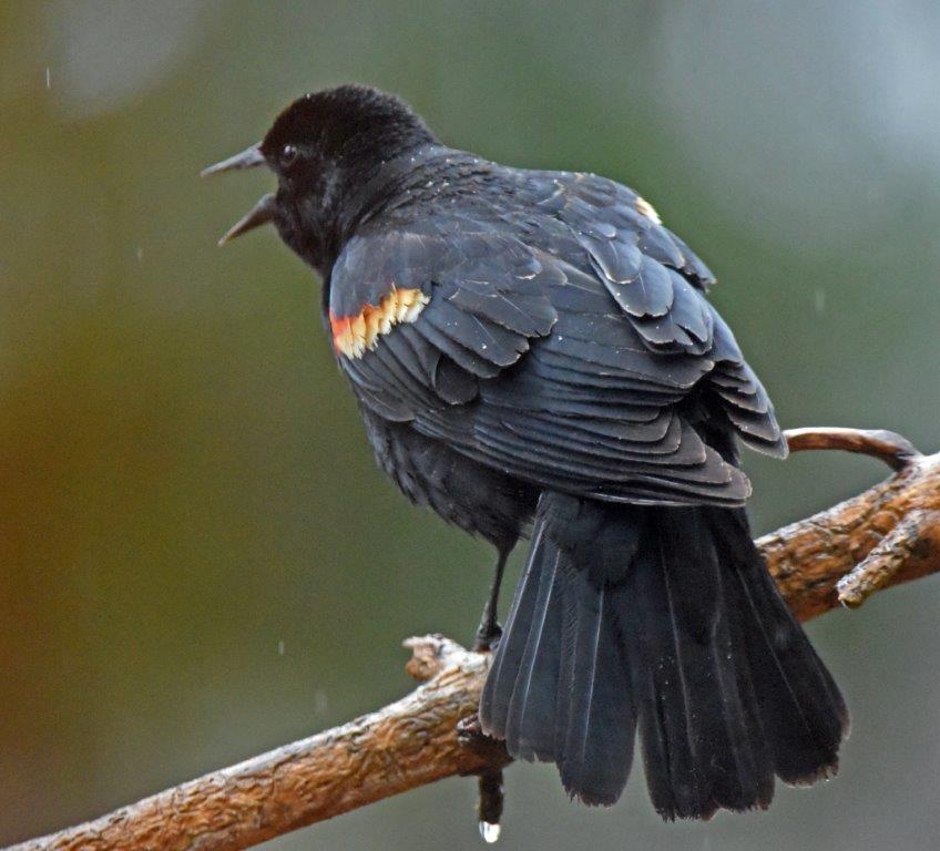 Red-winged blackbird