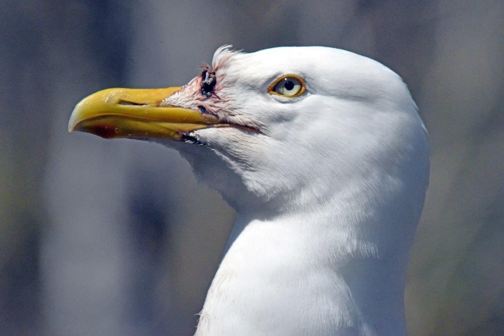 Herring gull with wounds