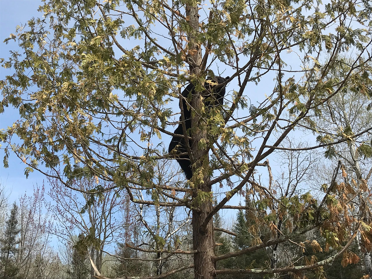 Lucky in tree