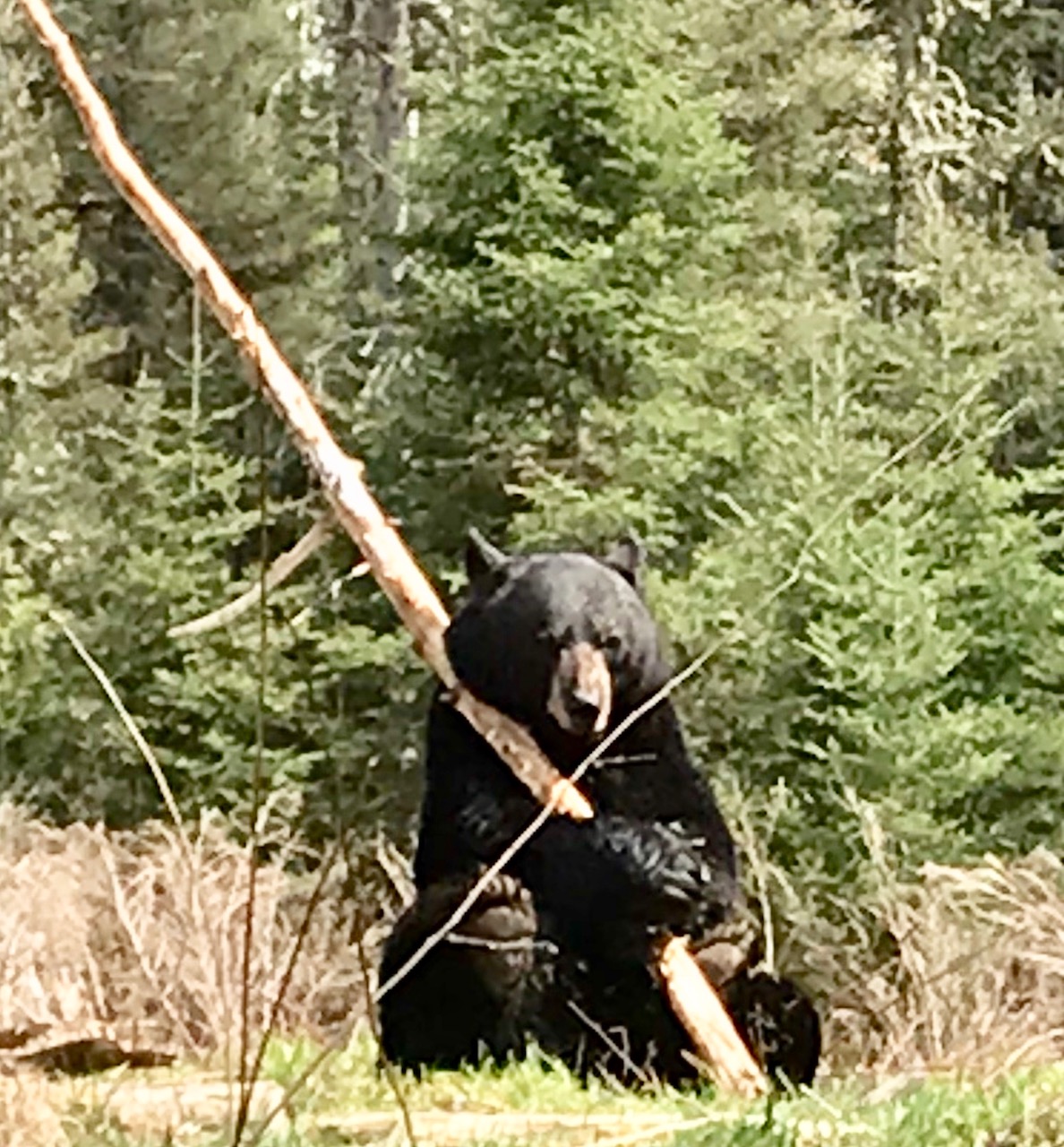 Lucky wiith stick
