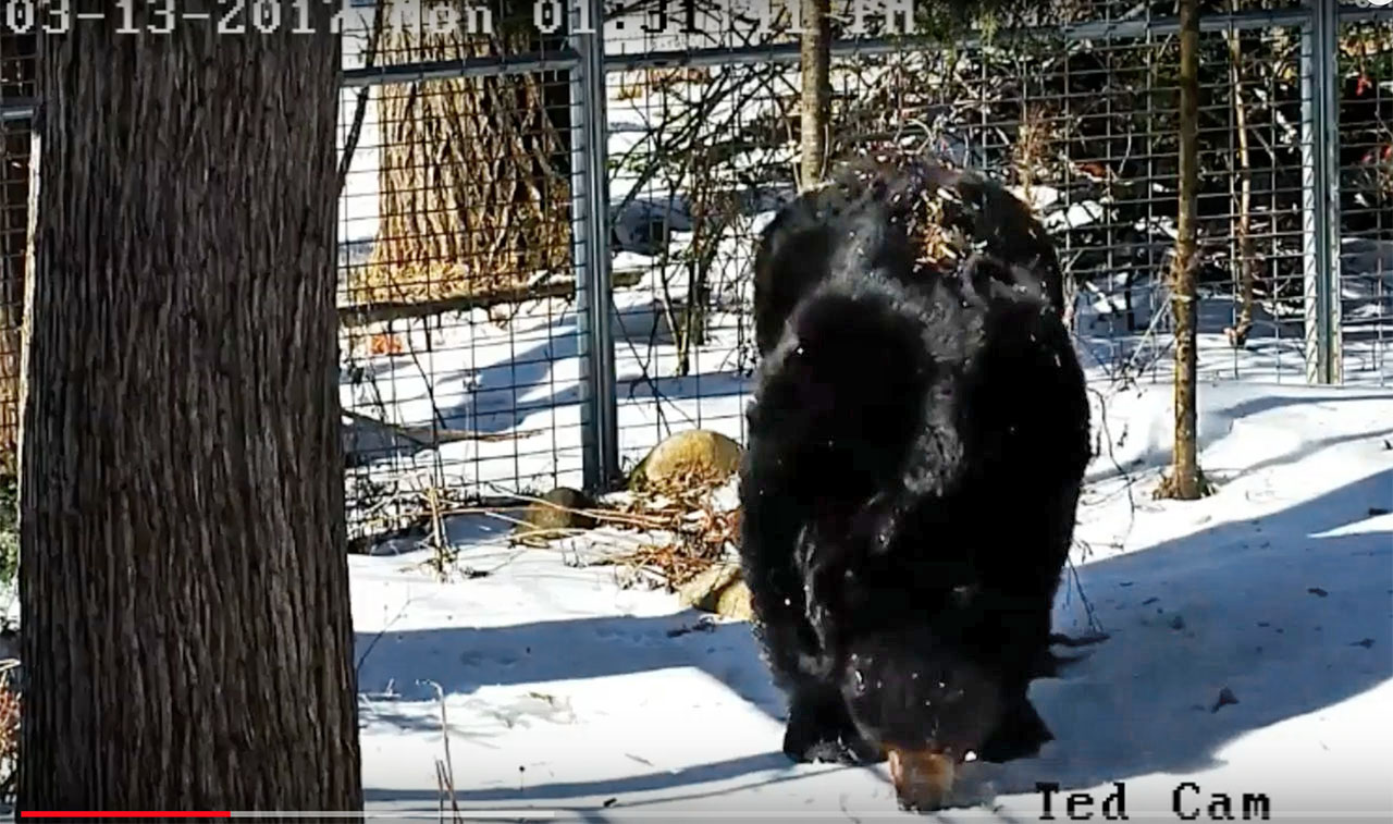 Ted eating snow in 2017