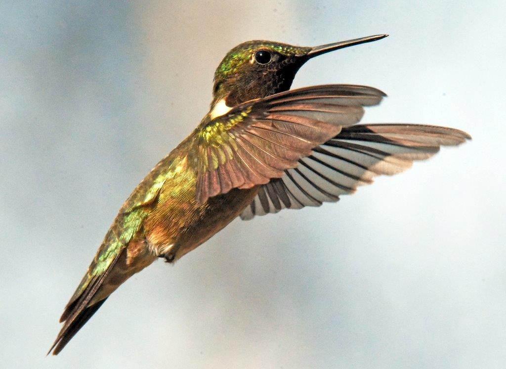 Ruby-throated hummingbird
