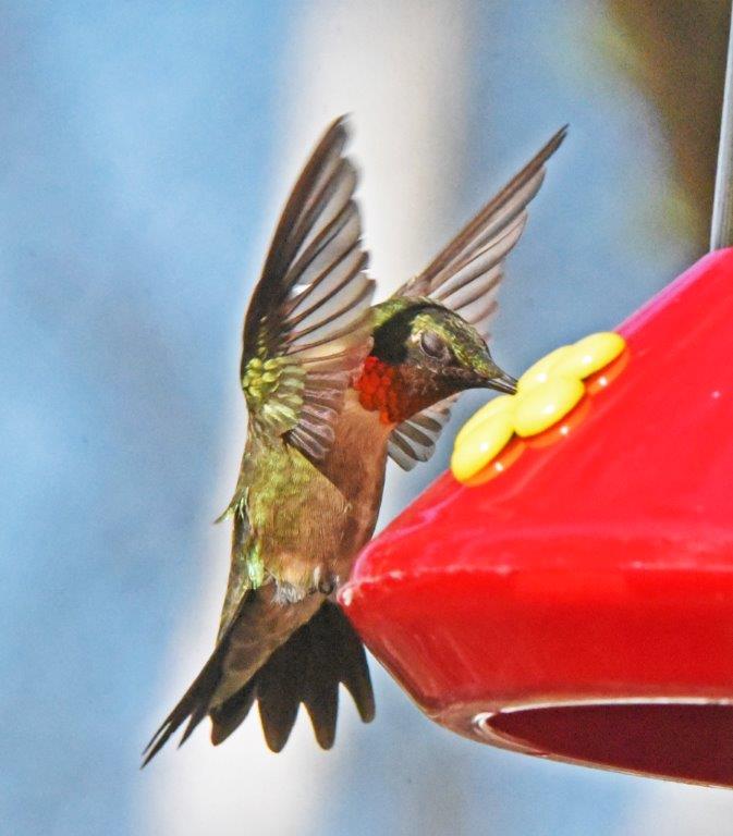Ruby-throated hummingbird