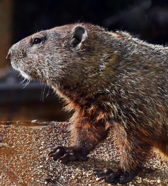 Woodchuck