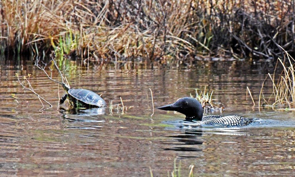 Loon and painted turtles