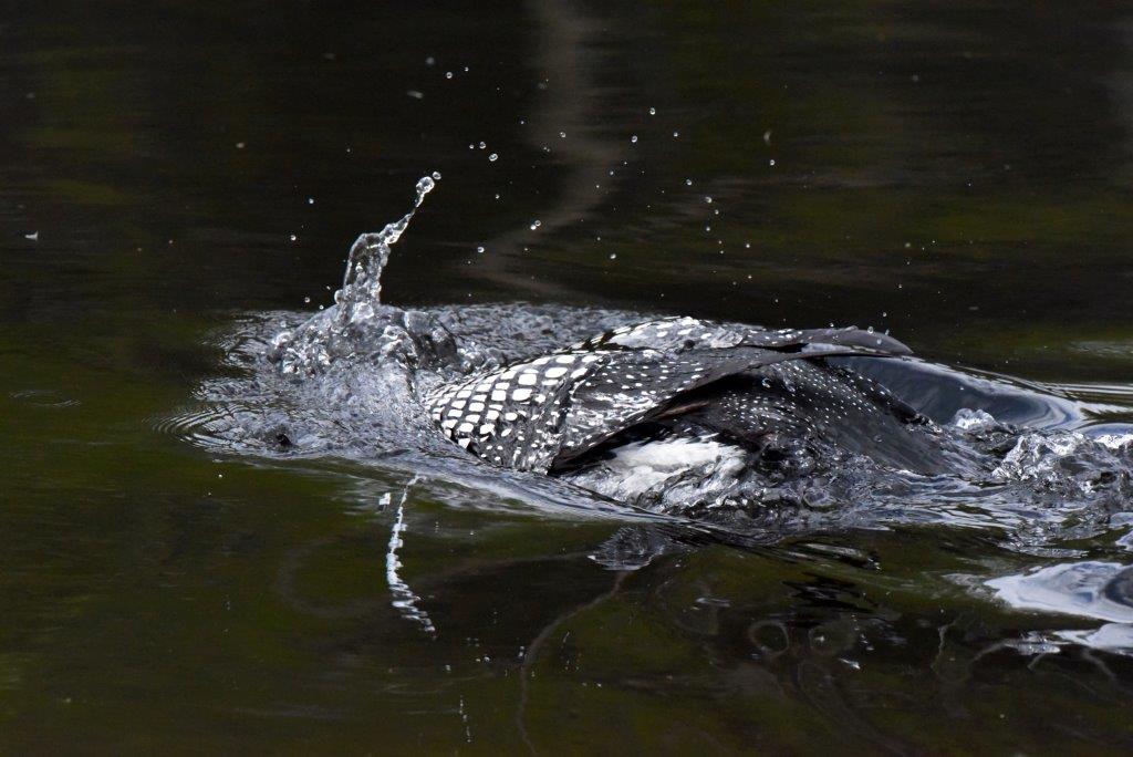 Loon diving