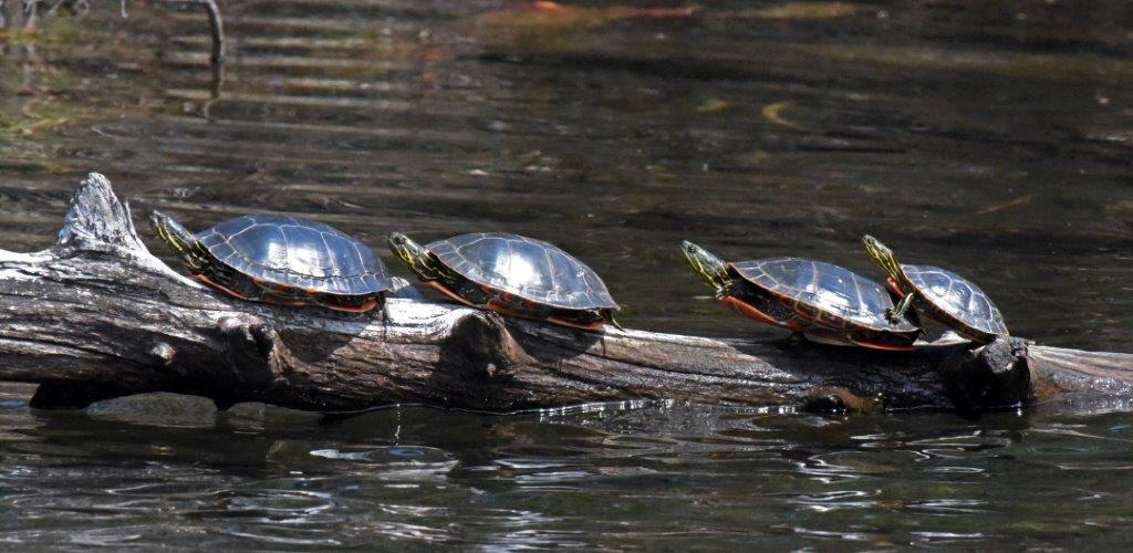 Painted turtles