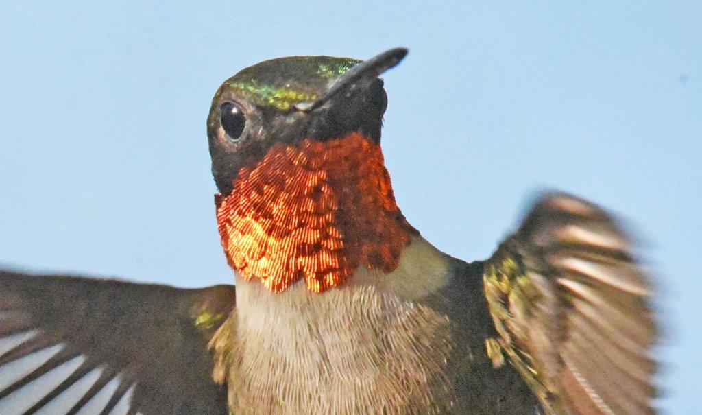 Ruby-throated hummingbird