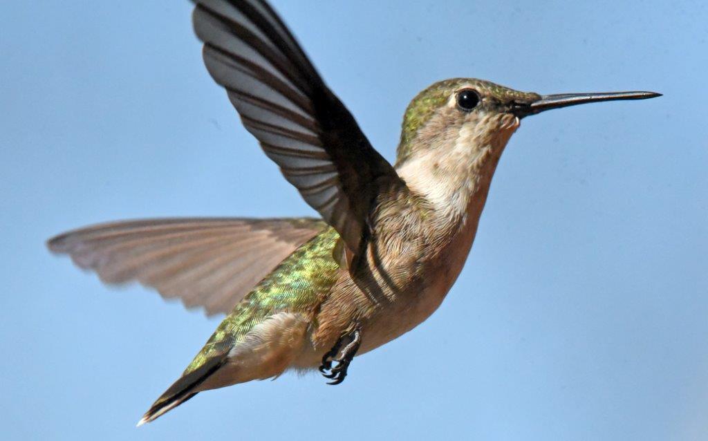 Ruby-throated hummingbird